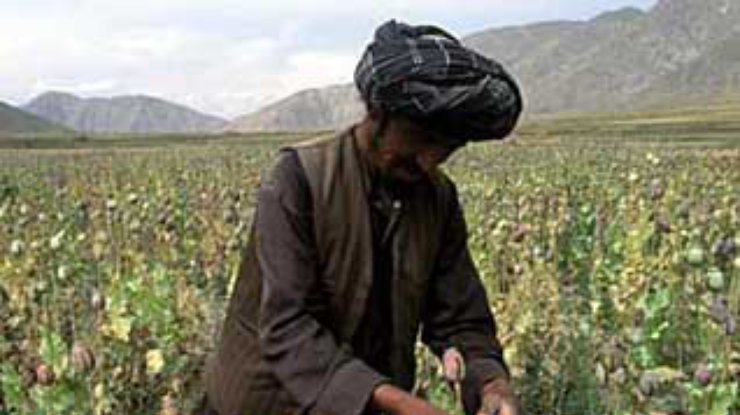 Американские военные смотрят на афганский наркобизнес "сквозь пальцы"
