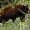 Бурый медведь внесен в Красную книгу Украины