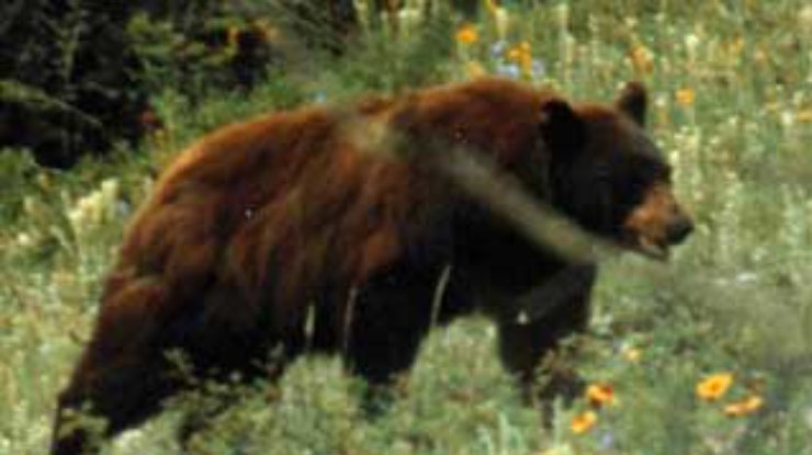 Бурый медведь внесен в Красную книгу Украины