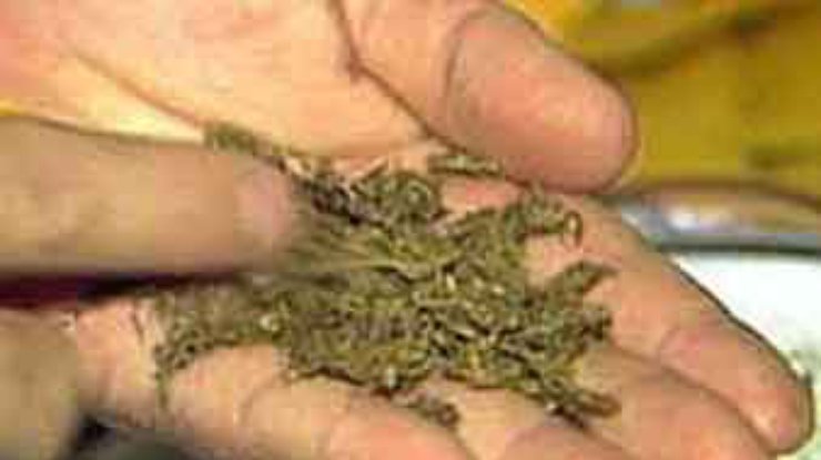 У жителя Днепропетровска изъято 8 килограммов марихуаны