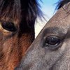 Житель Иллинойса 20 лет насиловал лошадей