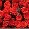 Эксцентричный китаец подарил своей возлюбленной 99 999 роз