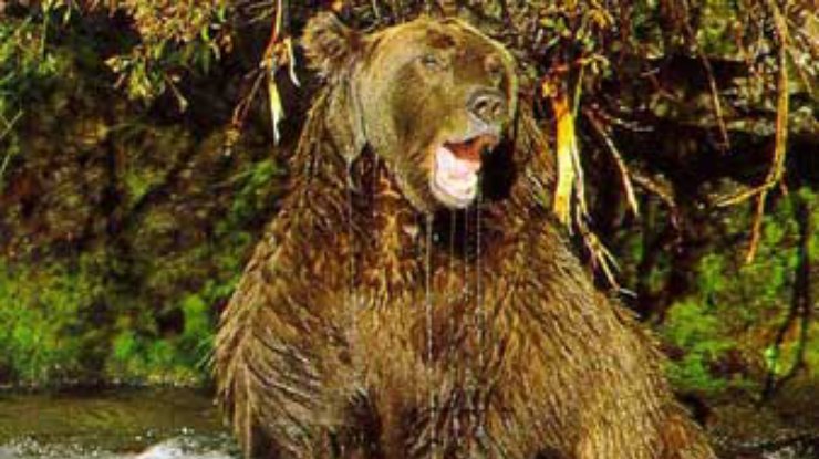 На Камчатке медведица напала на рыбака