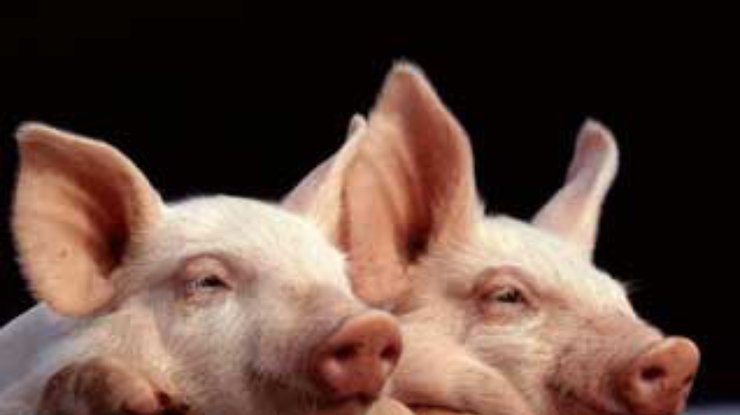 ВВС снимет фильм о двух отчаянных свиньях, сбежавших по дороге на бойню