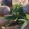 Голландские врачи будут лечить хронических больных марихуаной