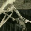 В Амурской области "кладбищу динозавров" угрожает автодорога