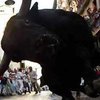 Шесть человек погибли во время забав с боевыми быками перед корридой