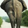 Занимательная классификация пешеходов