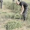В Одесской области в результате операции "Мак-2003" уничтожено более 80 плантаций мака и конопли