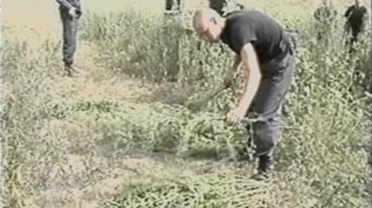 В Одесской области в результате операции "Мак-2003" уничтожено более 80 плантаций мака и конопли