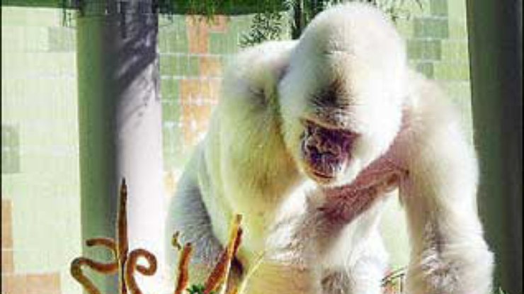 Испанцы прощаются с гориллой-альбиносом