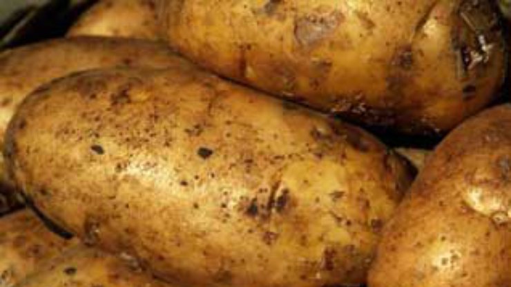 Немецкие ученые вырастили картофель-вакцину от рака