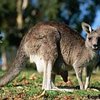 В Австралии кенгуру спас жизнь фермеру