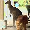 В Австралии домашний кенгуру спас жизнь хозяину
