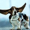 Самые длинные в мире собачьи уши