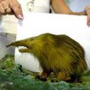 На Кубе обнаружен живым "вымерший" зверь