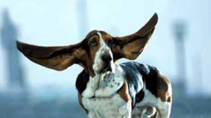 Самые длинные в мире собачьи уши
