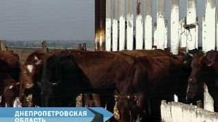 В одном из хозяйств Днепропетровской области заболела бешенством корова