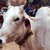 Из Дели эвакуируют 36 тысяч священных коров