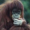 Орангутанги могут исчезнуть через 10-20 лет