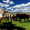 В Аргентине клонированные коровы дают молоко, содержащее человеческий ген роста