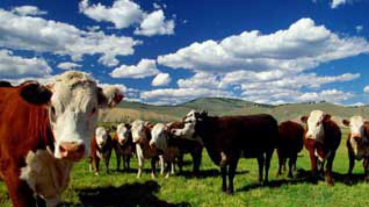 В Аргентине клонированные коровы дают молоко, содержащее человеческий ген роста