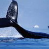 Ученые: морские сонары заставляют китов выбрасываться на берег