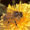 ДНК делает из пчелы-работницы пчелу-няньку