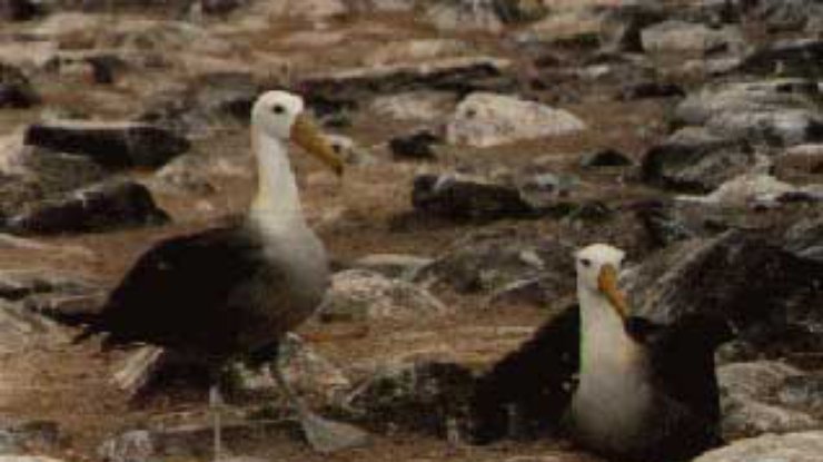 Окаменелый альбатрос рассказал о повышении уровня моря