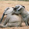 Азиатские слоны лишаются среды обитания