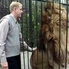 В семье львов, которые живут в Ялтинском зоопарке, пополнение