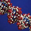 Ученые приступили к расшифровке ДНК, не охваченной программой "Геном человека"