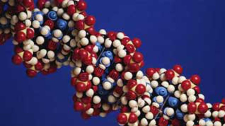 Ученые приступили к расшифровке ДНК, не охваченной программой "Геном человека"