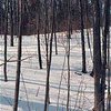 Двое из троих сбежавших из больницы в Сибири детей замерзли в лесу