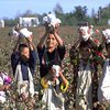 В узбекских школах каникулы - дети на уборке хлопка