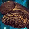 Бронированная улитка живет в океанских глубинах
