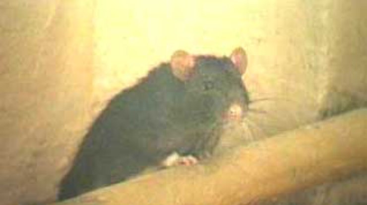 Херсон переживает нашествие крыс