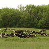 В Винницкой области подтвердилось заболевание четырех коров бешенством