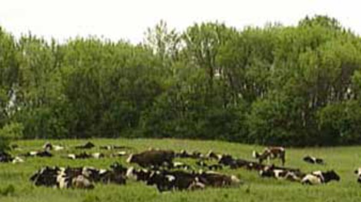 В Винницкой области подтвердилось заболевание четырех коров бешенством