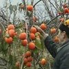 Крымский садовод-любитель выращивает японскую хурму