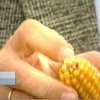 В Украине налаживается производство кукурузы