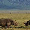 На востоке Индии носорог насмерть забодал двоих человек
