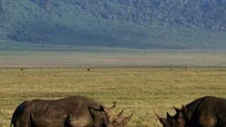 На востоке Индии носорог насмерть забодал двоих человек