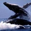 Неизвестный науке вид китов открыли японские ученые
