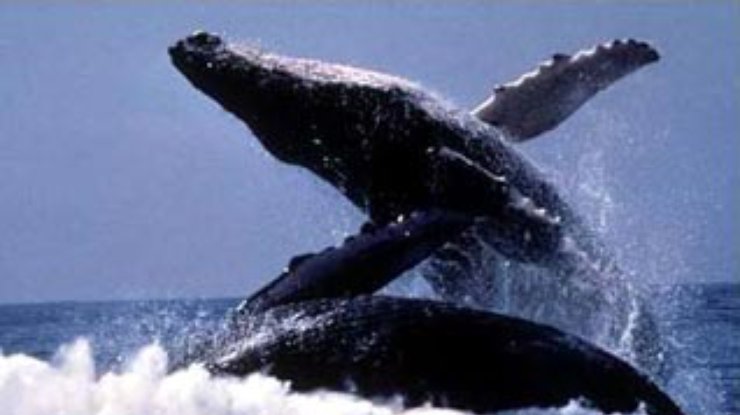 Неизвестный науке вид китов открыли японские ученые