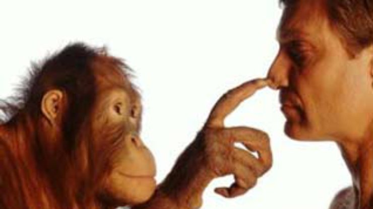 Люди и обезьяны видят по-разному