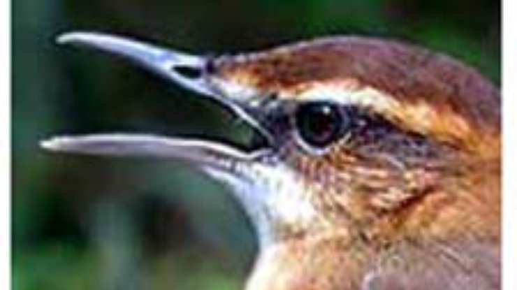 На Фиджи обнаружили птицу, вымершую 109 лет назад