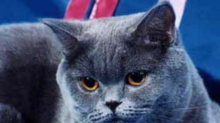 Кот из Снежинска признан лучшим котом на планете