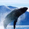 Размножение китов определяет климат?
