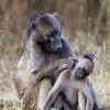 В Таиланде открыли лечебницу для обезьян